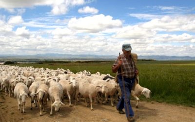 The Invisible Shepherd